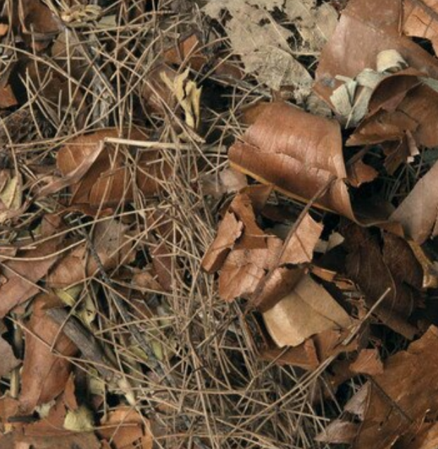 Habistat Leaf Litter