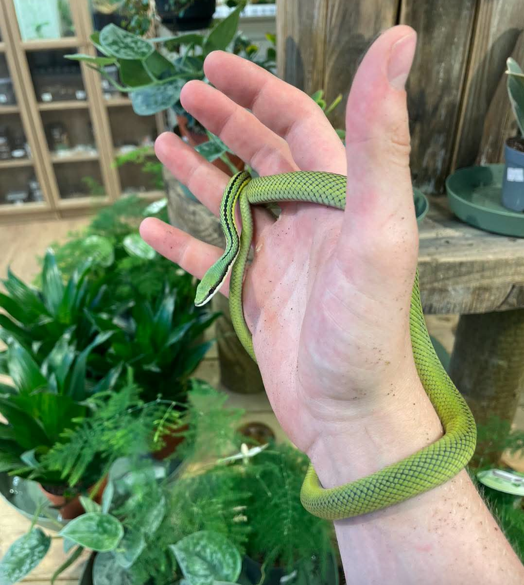 CB26 B-grade Barons Green Racer (Philodryas baroni)