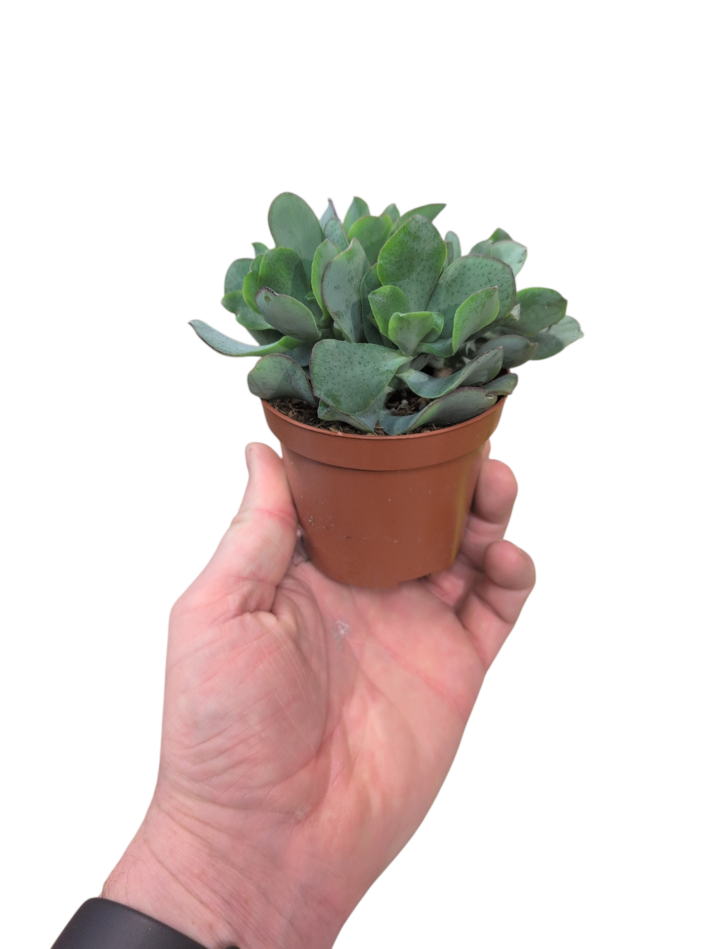 Crassula arborescens