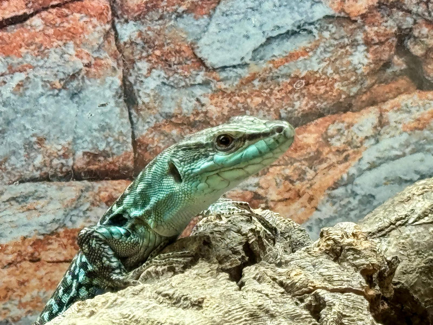 CB24 Male Italian Wall Lizard - Podarcis siculus paulae x Podarcis siculus siculus