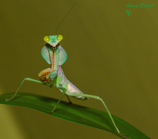 Giant Shield Mantis Rhombodera extensicollis