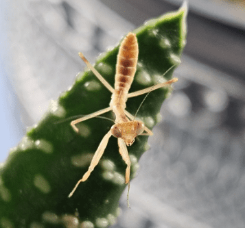 Timor giant mantis