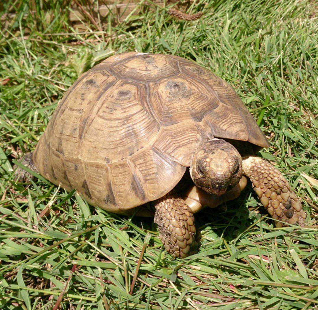 Tortoise Kit – Riverview Reptiles