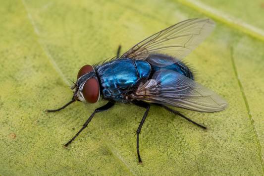 Blue Bottle Casters and Flies *New smaller Tub*