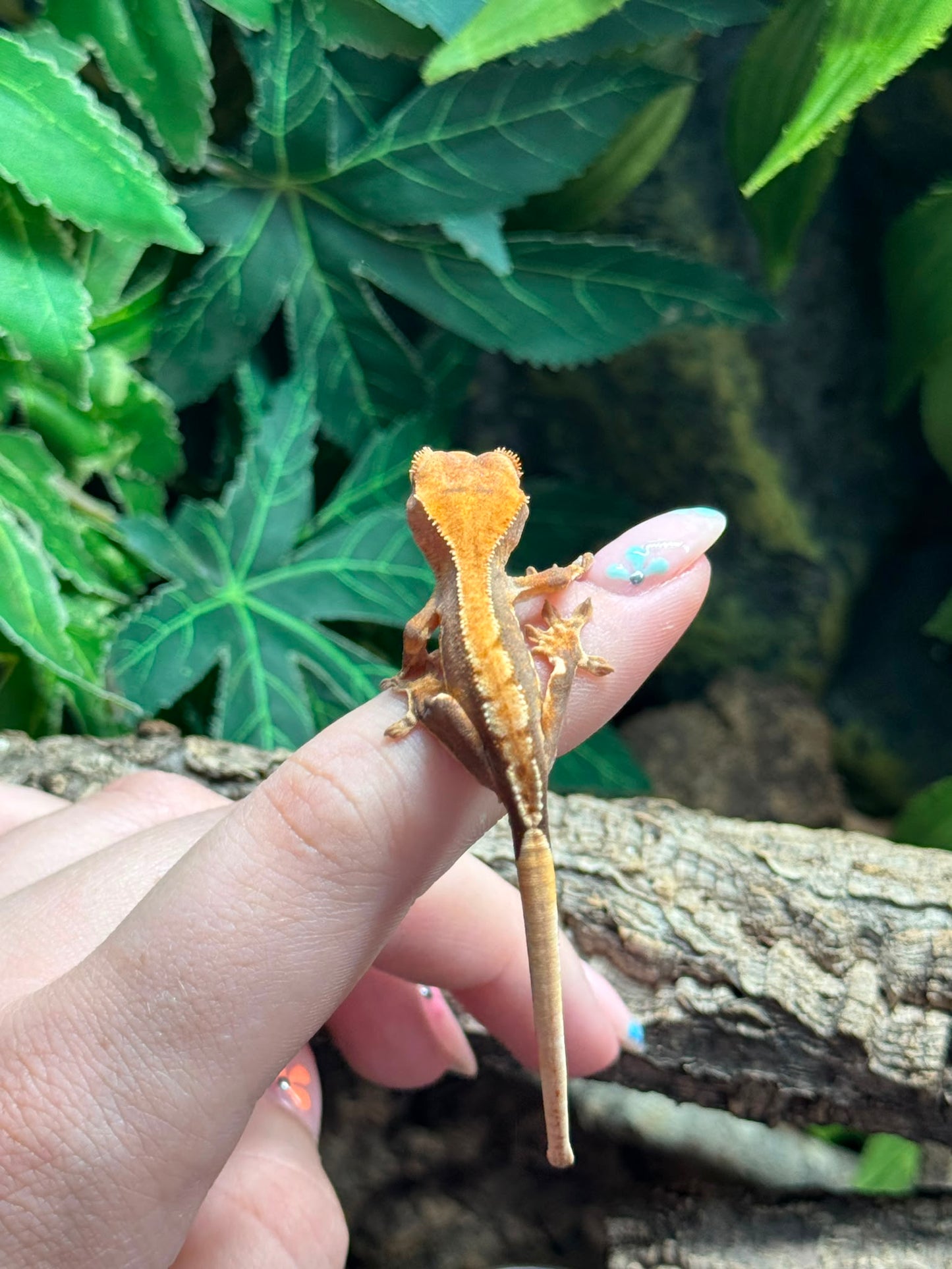 CB26 Lily White Crested Gecko (Correlophus ciliatus)