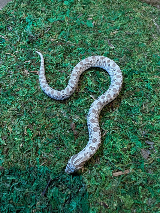 Western Hognose Axanthic Anaconda 66% het Albino- Heterodon nasicus (FEMALE)