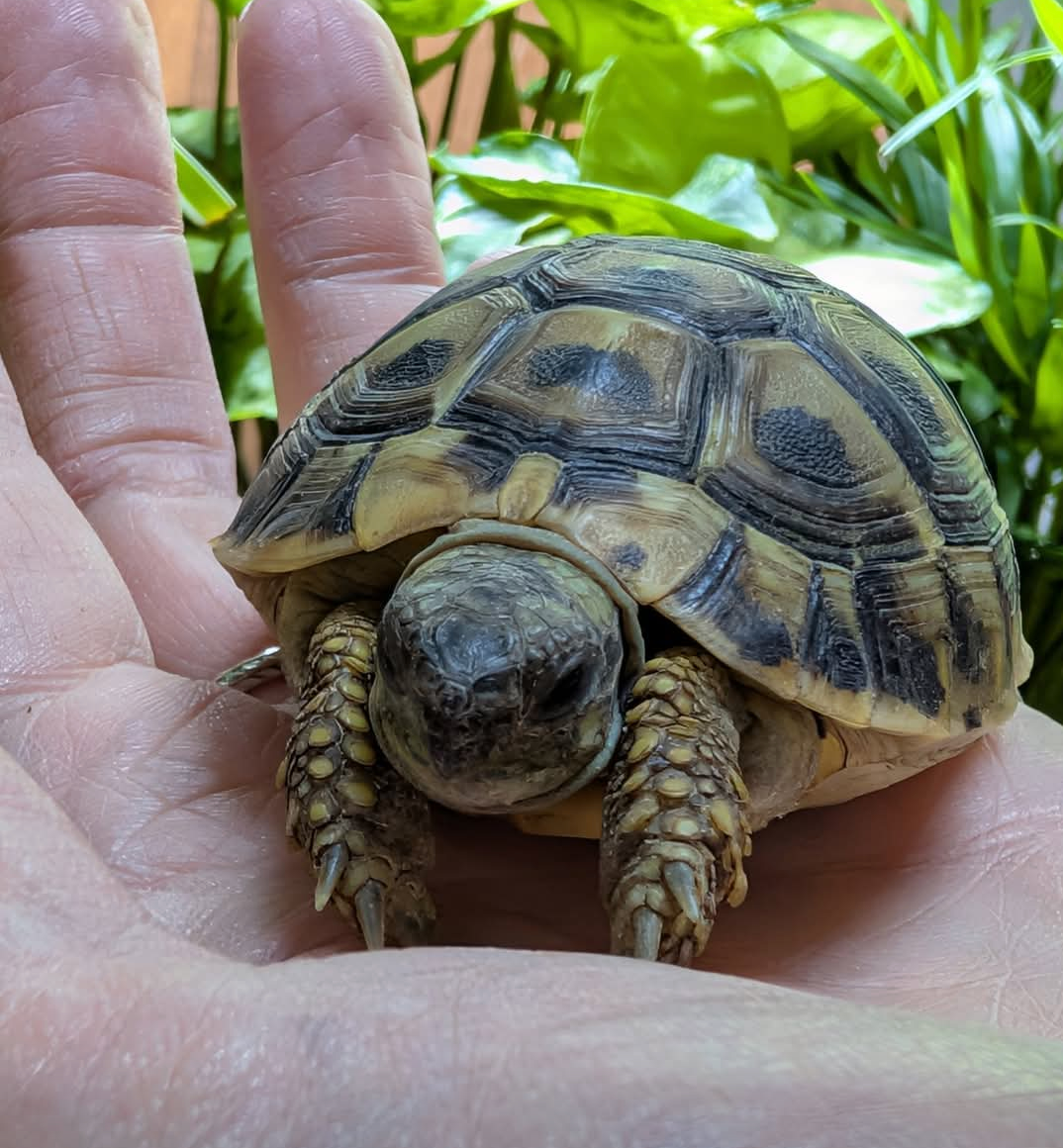 Tortoise Kit