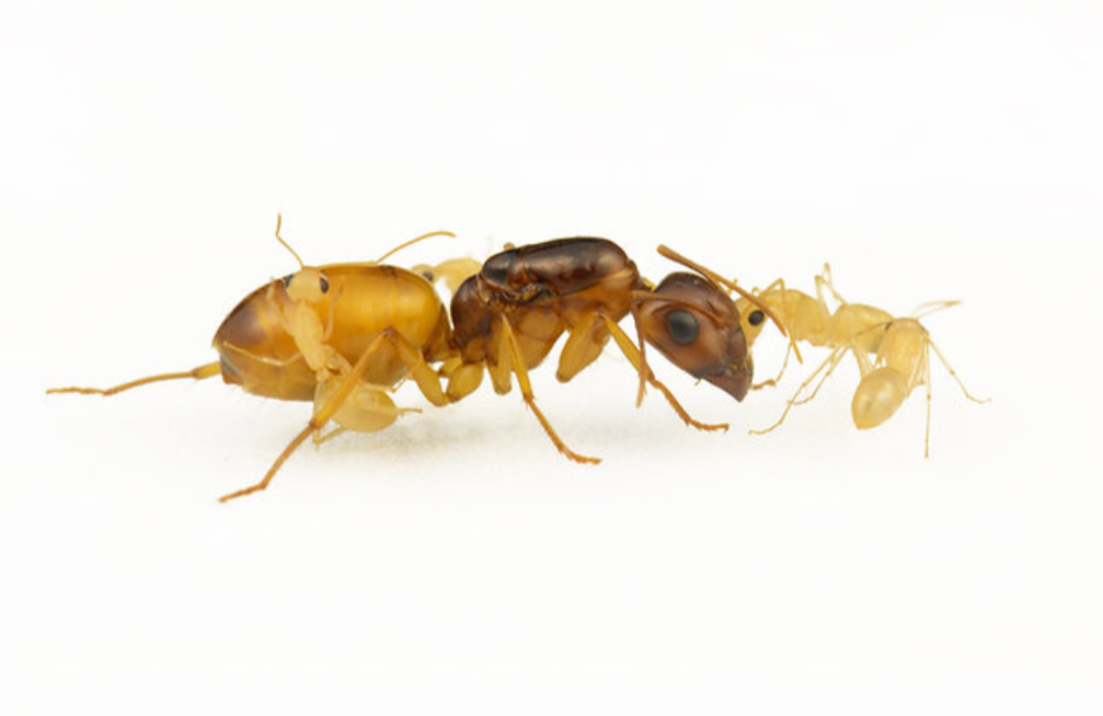 Camponotus fedtschenkoi