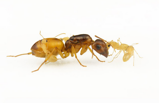 Camponotus fedtschenkoi