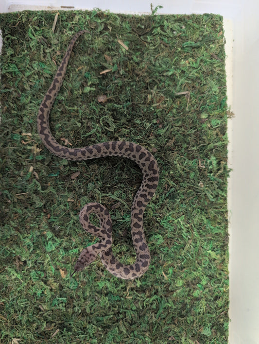 Cape York Spotted Python (Antaresia maculosa peninsularis)