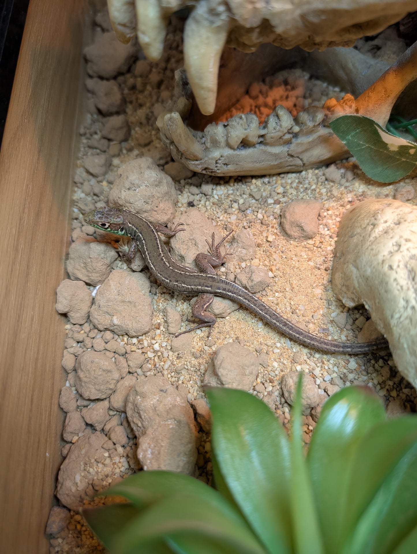 CB Western European Green Lizard- Lacerta billineata