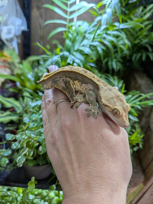 Rehomer - Adult Male Crested Gecko