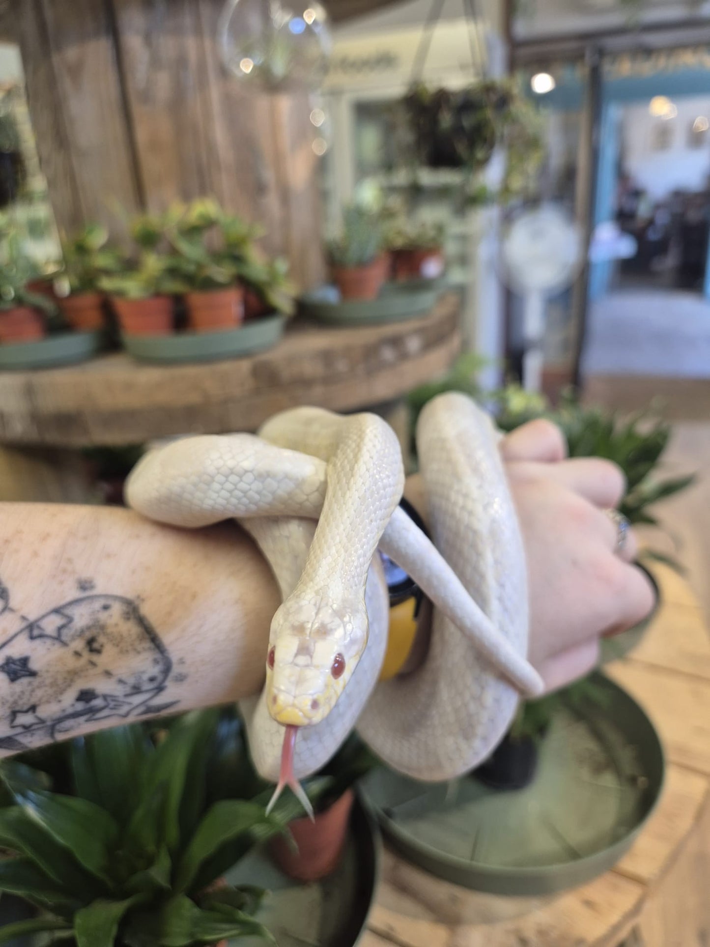 'Squeeze' REHOMER CB Corn Snake