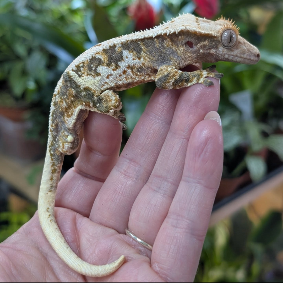 Crested Gecko/Arboreal Frog Kit