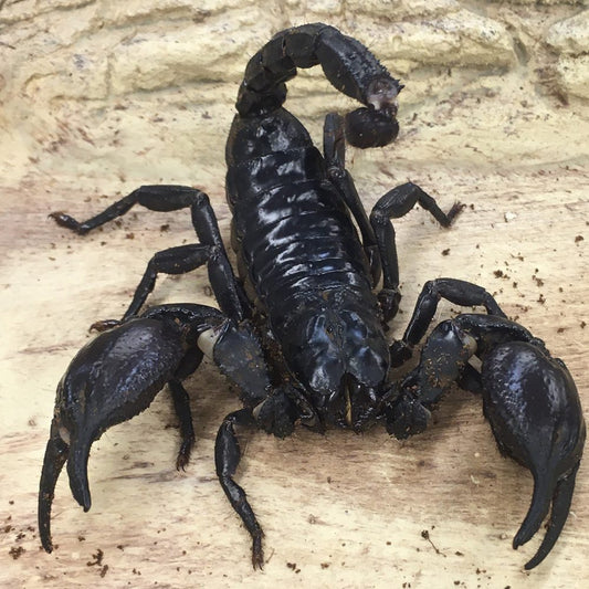Asian Jungle Scorpion CB H spinnifer 1.5-2cm
