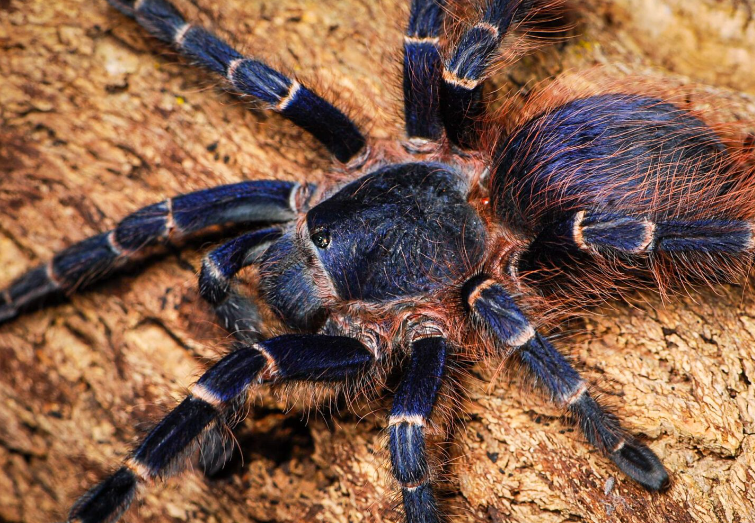 Brazilian Red Hair (2cm) - Nhandu cerradensis
