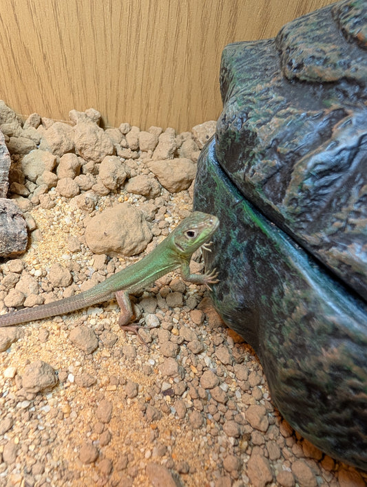 CB Western European Green Lizard- Lacerta billineata