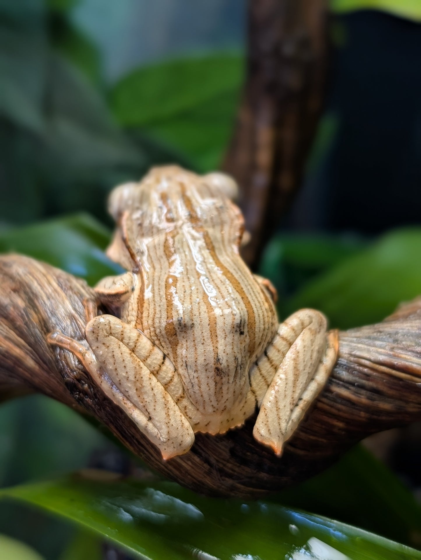 File Eared Tree Frog