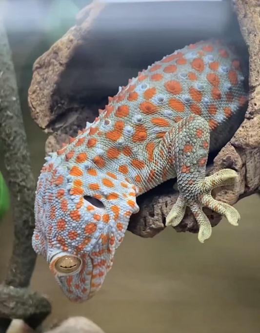 CB25 Tokay Gecko- Gekko gecko