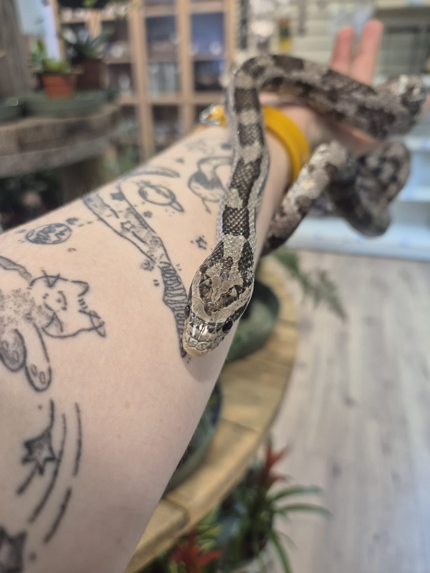 'Maria' Rehomer CB Corn Snake