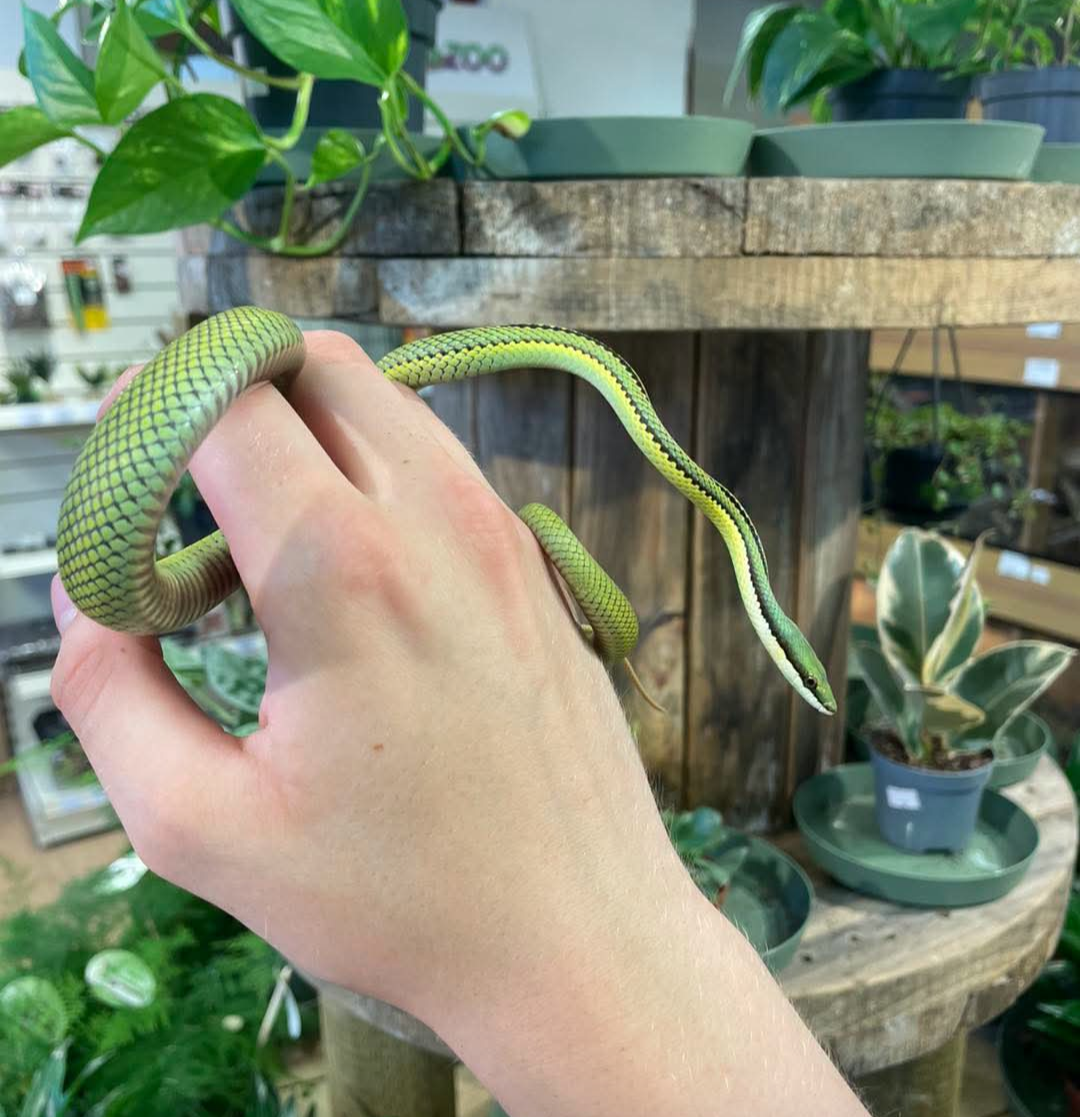 CB26 B-grade Barons Green Racer (Philodryas baroni)