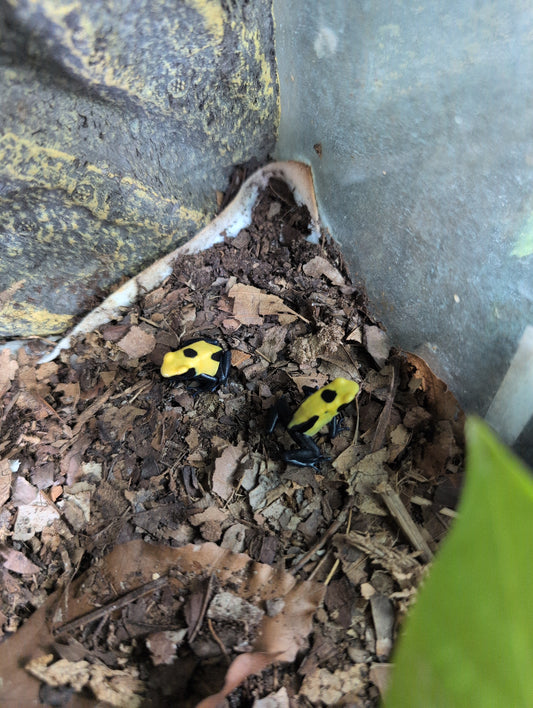 Dendrobates tinctorious "Citronella"
