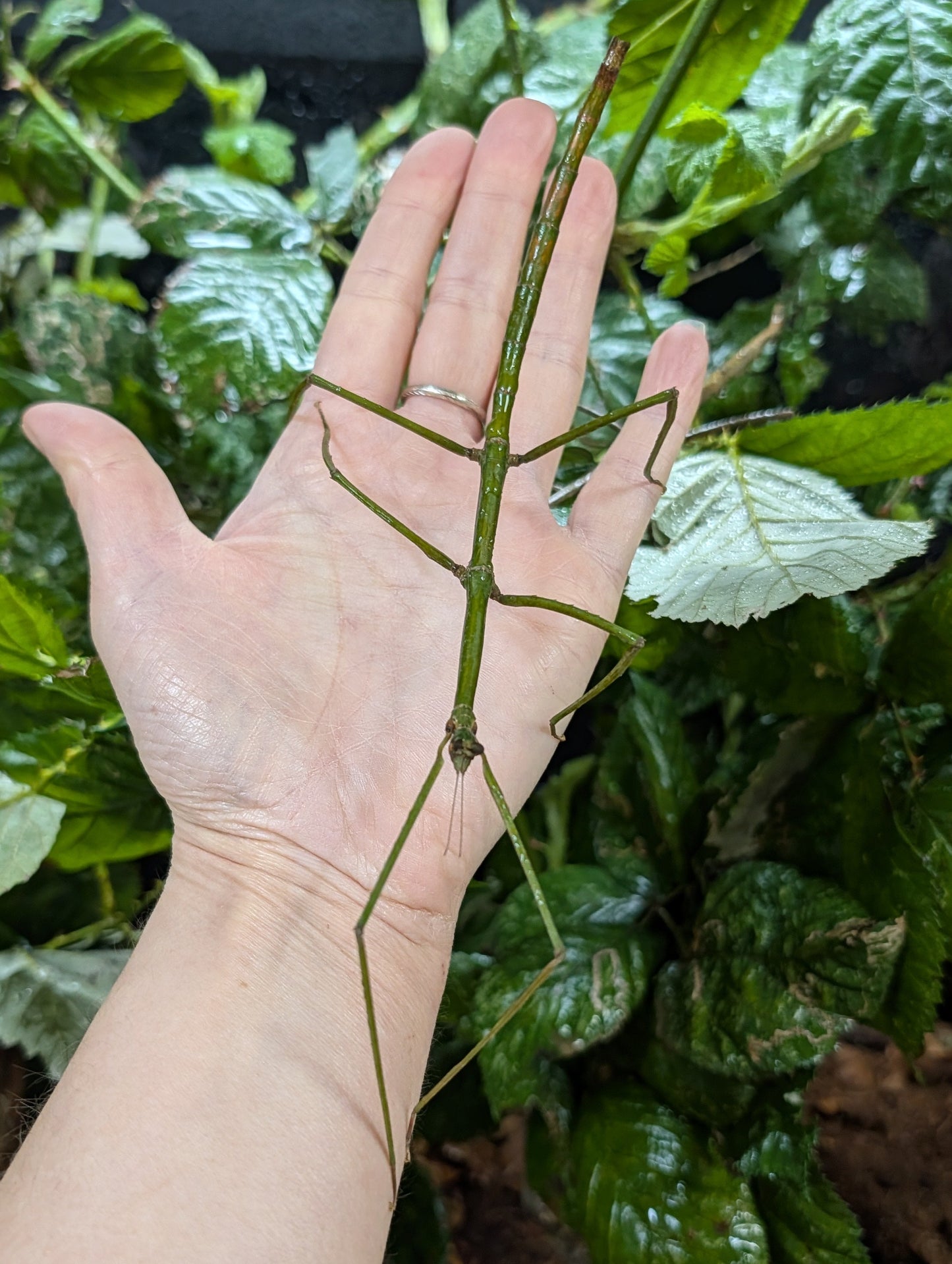 CB Tom's Stick Insect - Ramulus nematodes