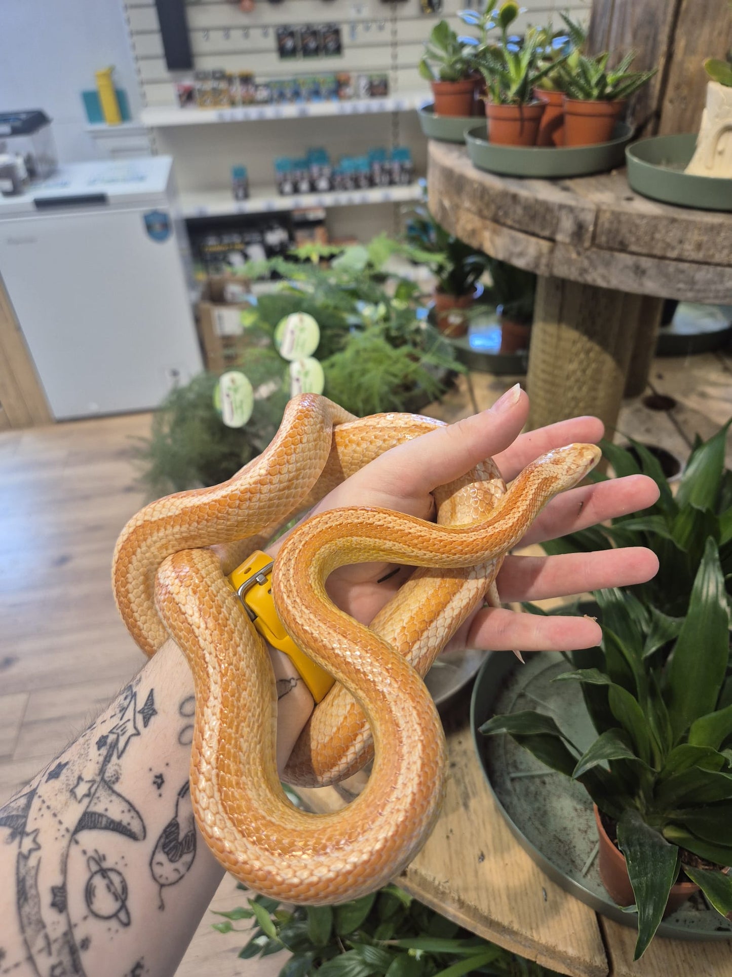'Bean' REHOMER CB Corn Snake