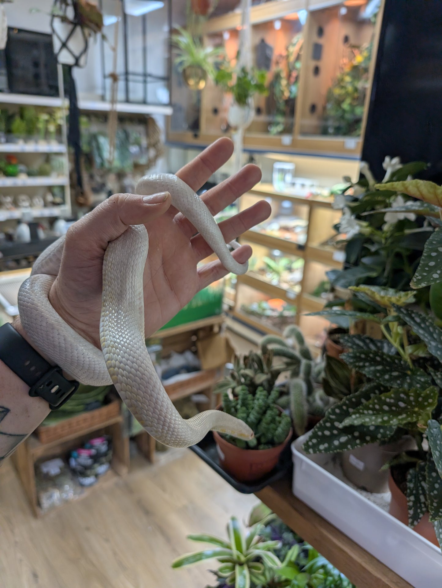 REHOMER Snow Corn Snake