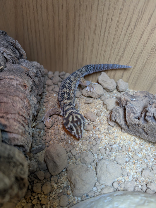 CB Frog Eyed Gecko Pair