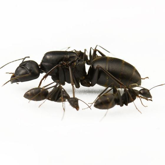 Camponotus japonicus