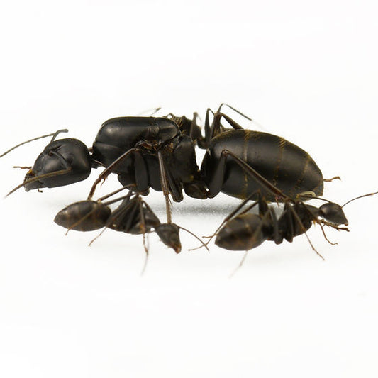 Camponotus japonicus