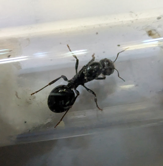 European Harvester Ants Messor Barbarus