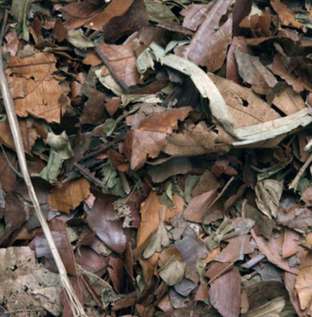 Habistat Leaf Litter