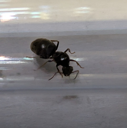 Black Garden Ants