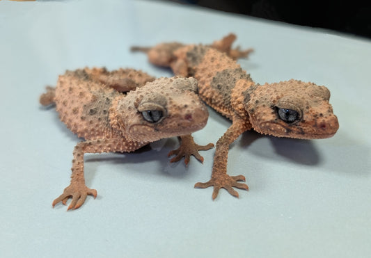 Northern Knob Tail Gecko - Nephurus cinctus