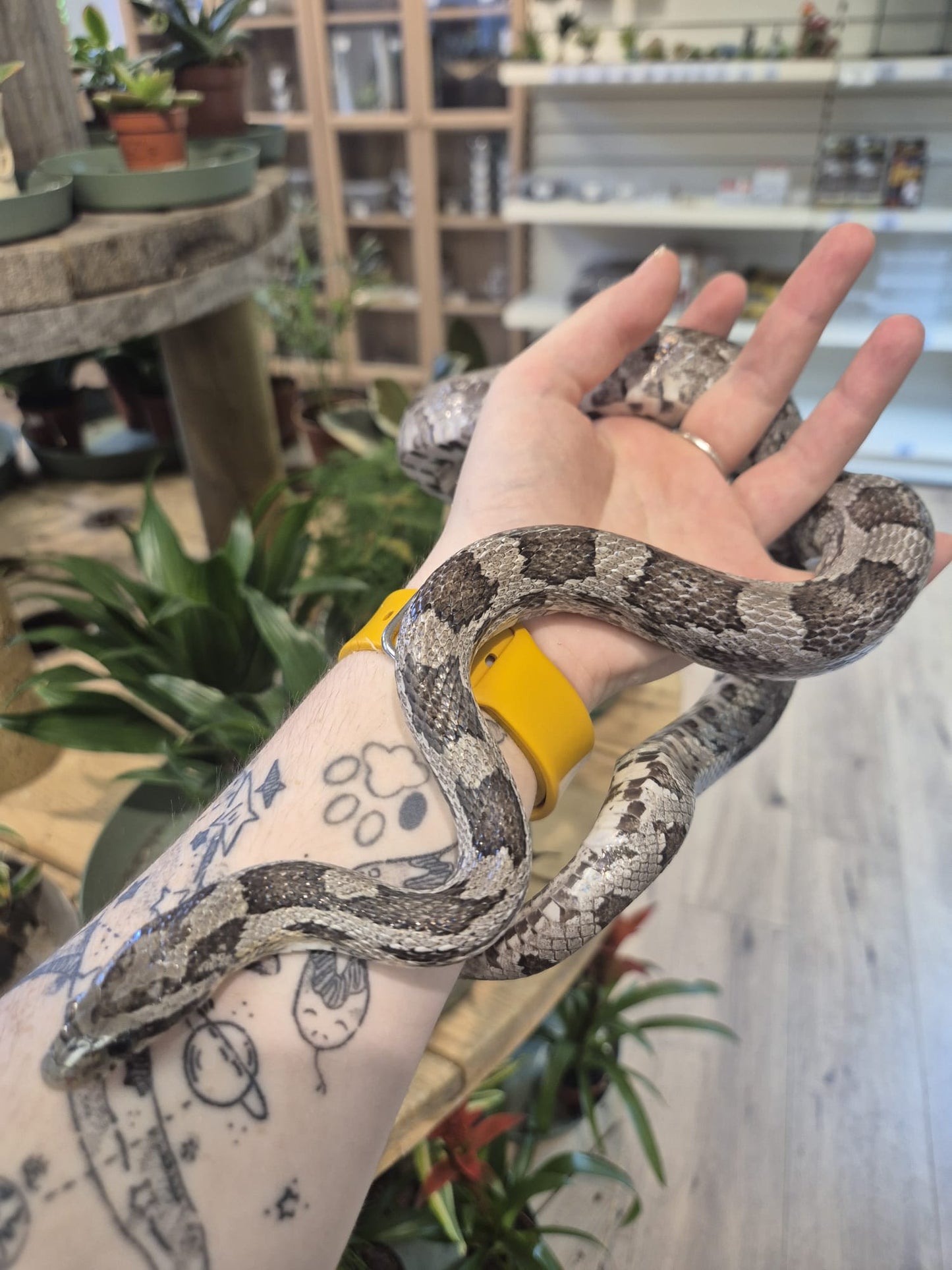 'Maria' Rehomer CB Corn Snake