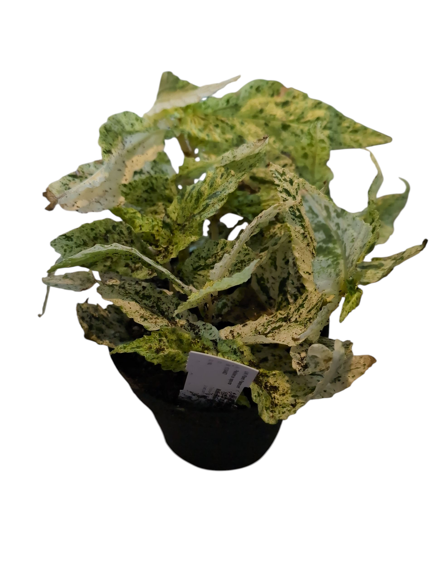 Watermelon Begonia Large