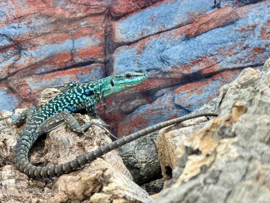 Italian Wall Lizard- Podarcis siculus