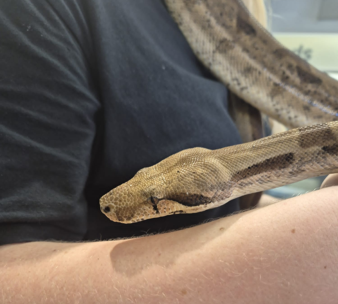 'Zoe' REHOMER CB Boa Constrictor (Female)
