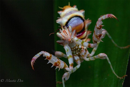 Spiny Flower Mantis P whalbergi