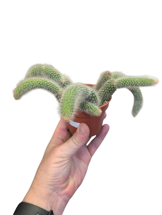 Monkey Tail Cactus- Cleistocactus colademononis.