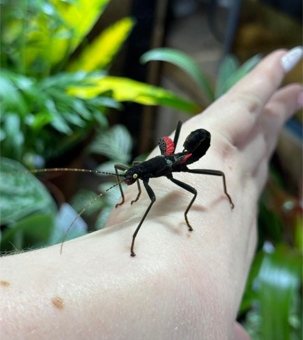 Black Beauty Stick Insects- Peruphasma schiltei