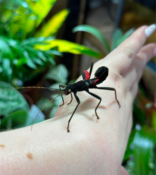 Black Beauty Stick Insects- Peruphasma schiltei