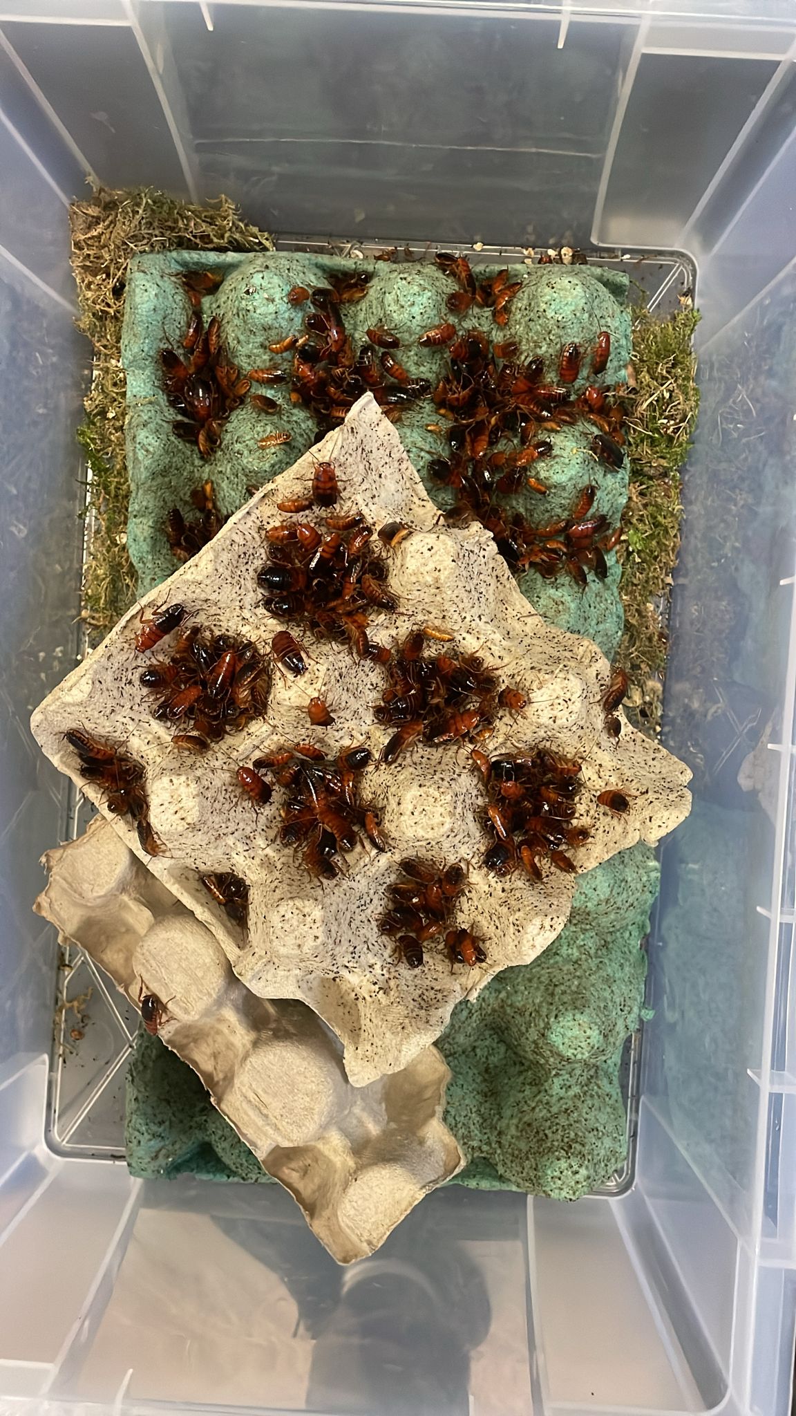 Red Runner Roaches prepack – Riverview Reptiles