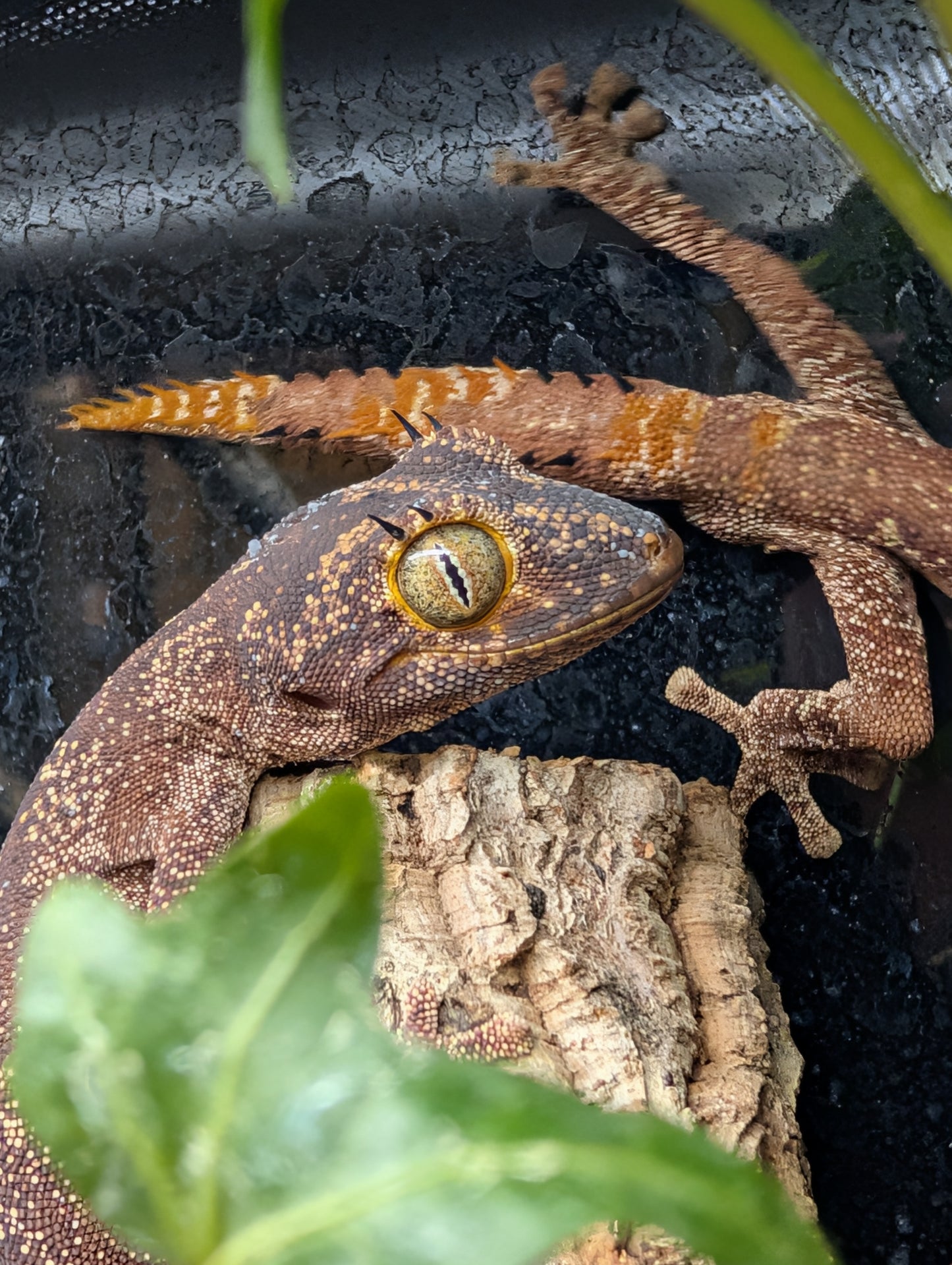 CB23 Northern spiny-tailed gecko 1.1 Pair