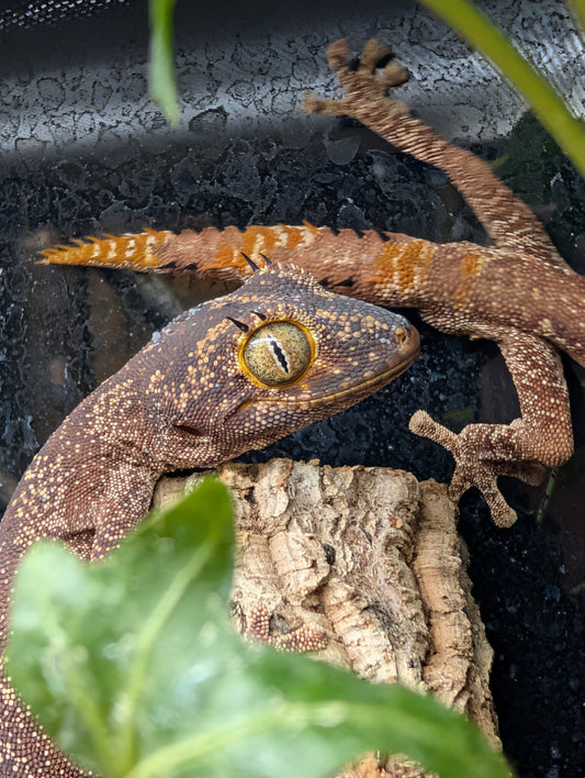 CB23 Northern spiny-tailed gecko 1.1 Pair