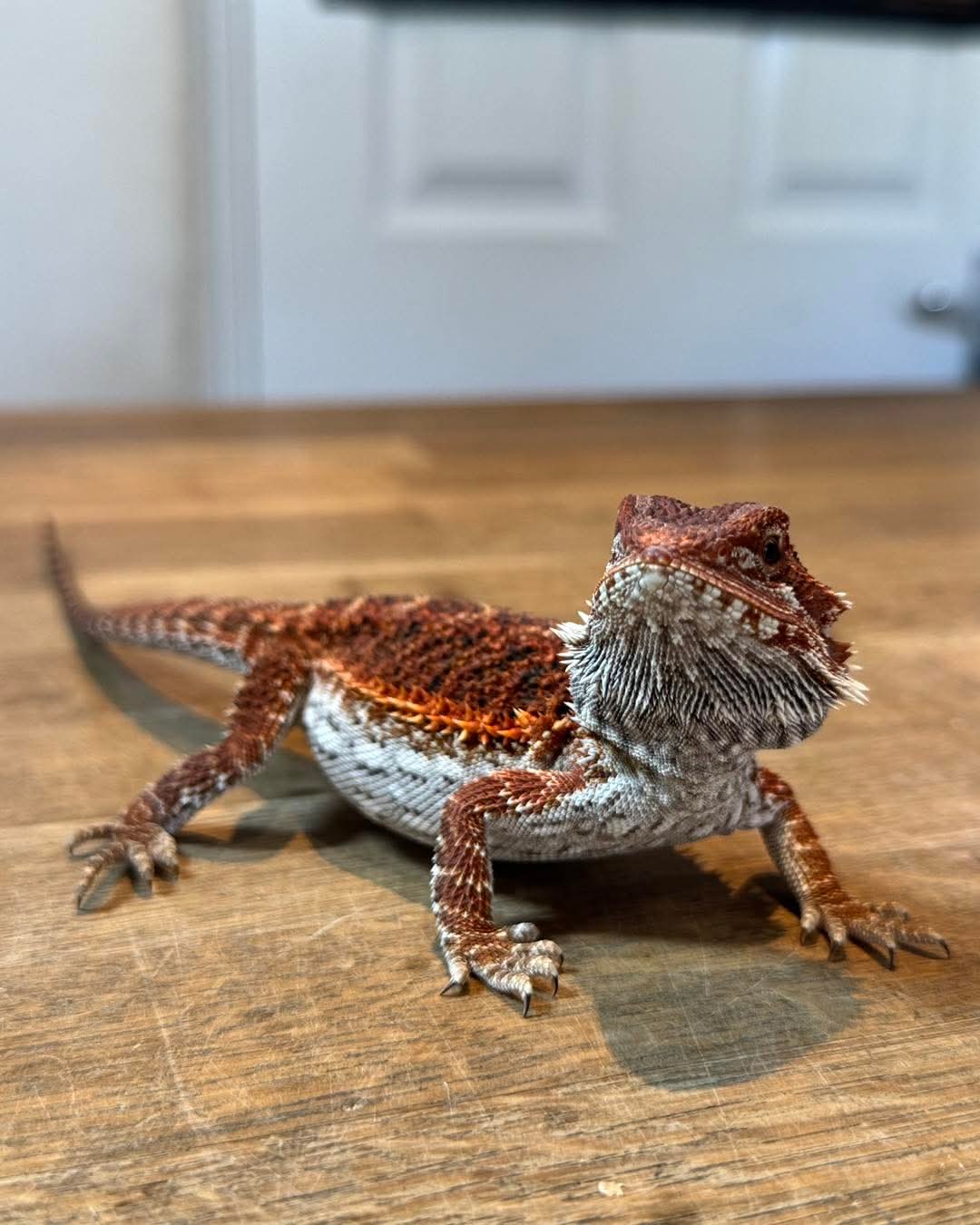 Bearded Dragon, 50% Red Monster 50% Spanish Red