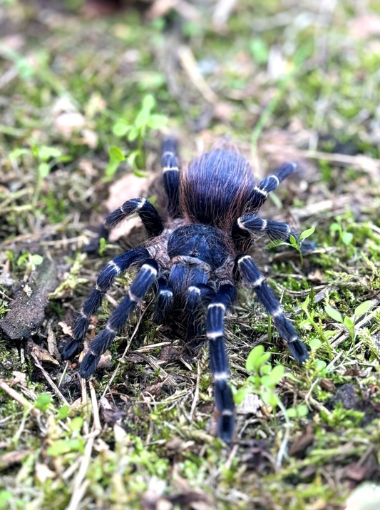 Brazilian Red Hair (2cm) - Nhandu cerradensis