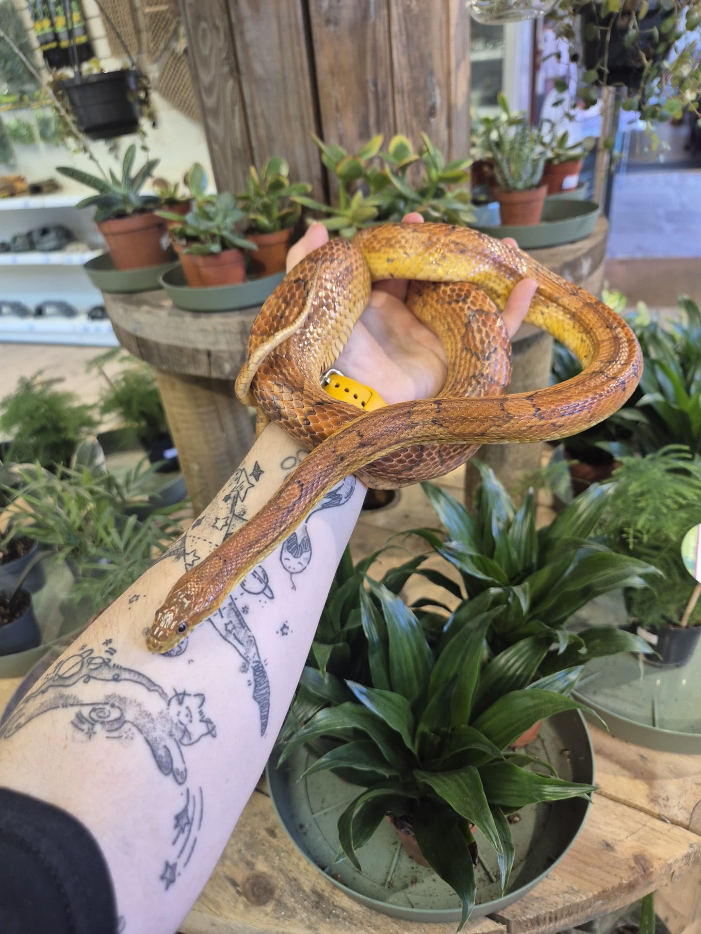 'Hash' REHOMER CB Corn Snake